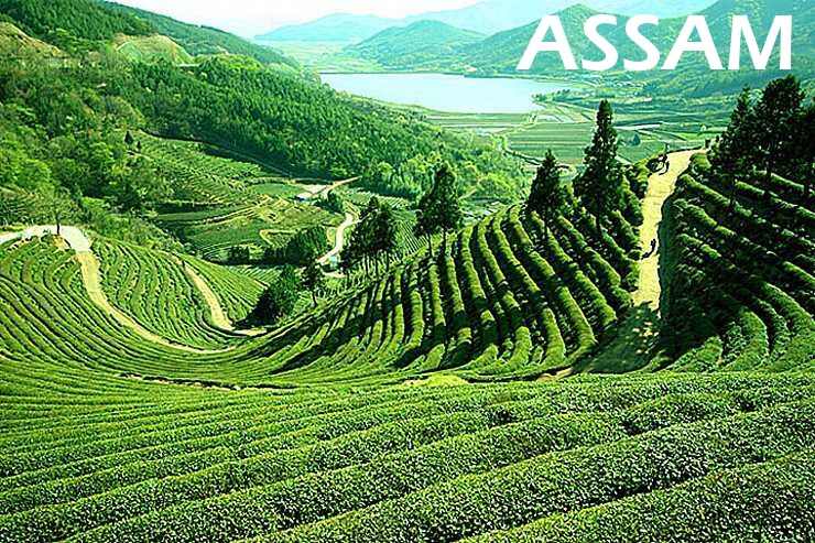 Čajová plantáž - Assam caje.live