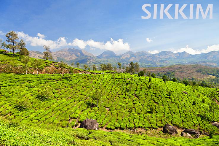 Čajová plantáž - Sikkim caje.live